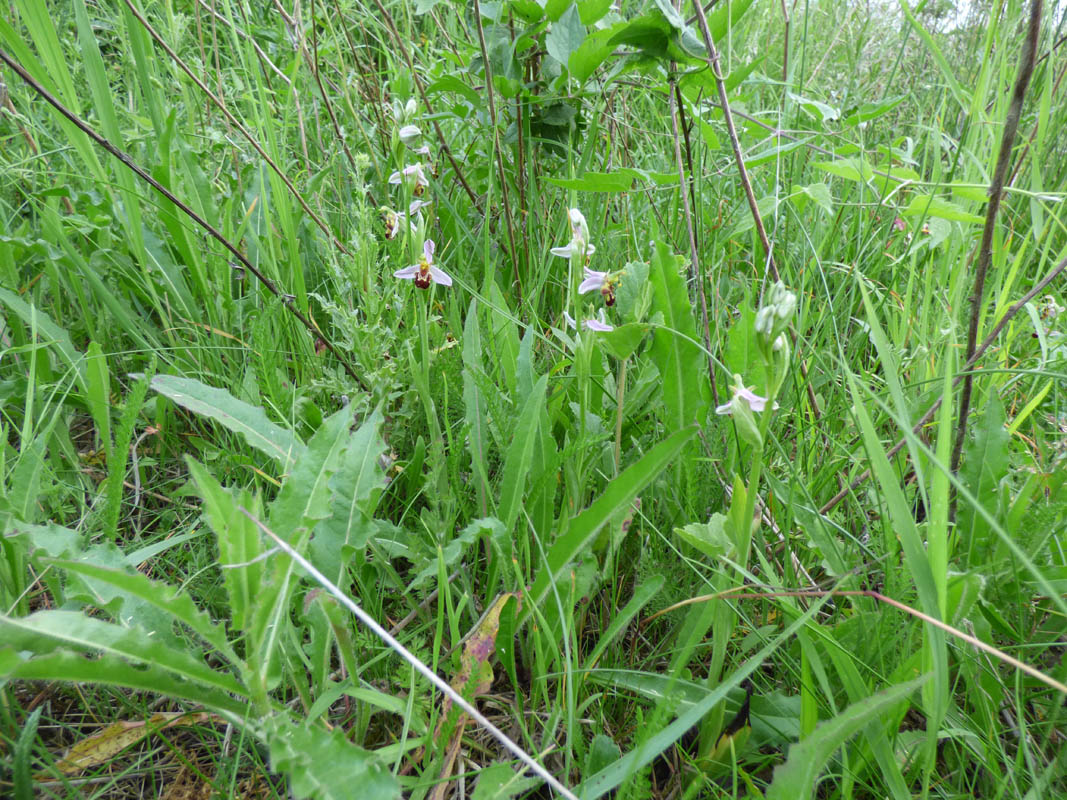 Ophrys apifera